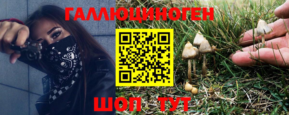 Псилоцибиновые грибы Psilocybe Россия